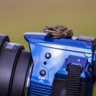 Pentax K-30, Sigma 150-500mm and a frog